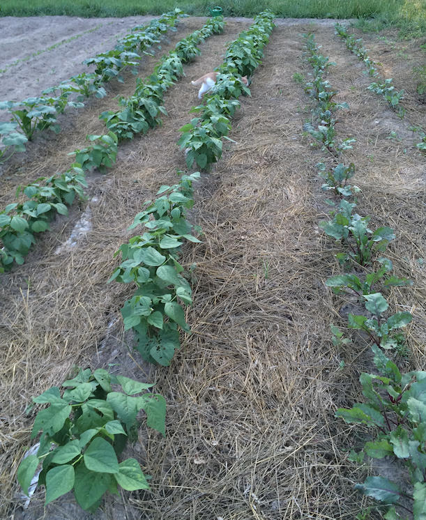 Lunenburg County farms