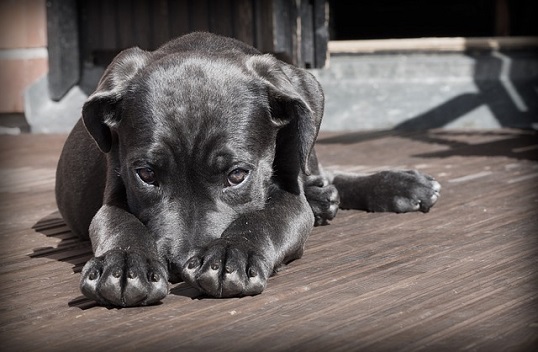 Southside SPCA