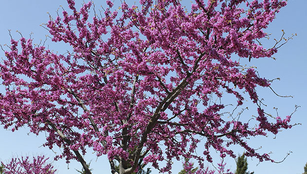 eastern redbud