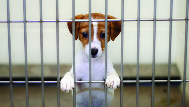SPCA