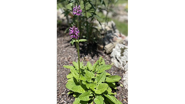 Betonica officinalis
