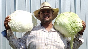 big cabbages