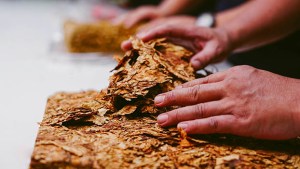 tobacco
