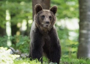 bear Lunenburg