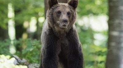 bear Lunenburg