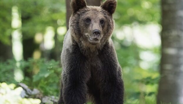 bear Lunenburg